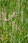 Jointed flatsedge